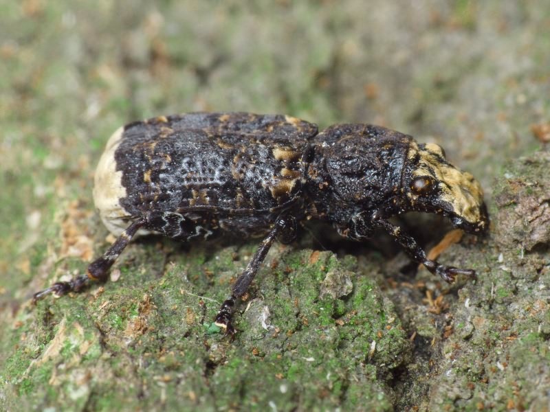 Platyrhinus resinosus (Scopoli, 1763)